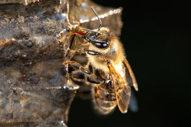 Beneficial Insects