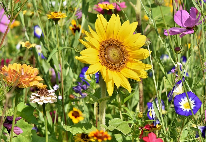 Colorful Flower Beds