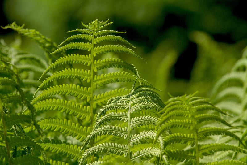 Companion Planting